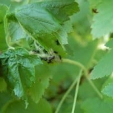 25 Narodni i hemijski lijekovi za suzbijanje lisnih uši na ribizli